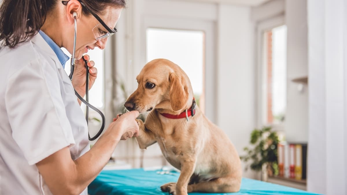 King Kanine CBD for Dogs: A Clear Look at Calming Support That Actually Helps
