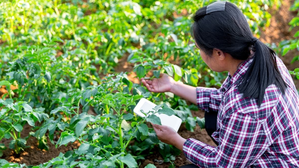 Woman inspecting leafy crops on regenerative organic farm using tablet for sustainable agriculture management