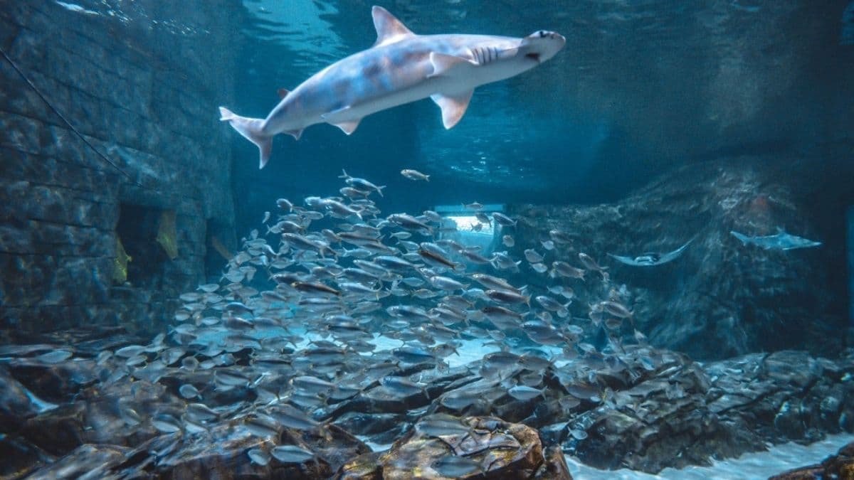 SeaWorld Orlando Tickets: How to Choose the Best FloridaTix Deal